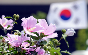 Ý nghĩa quốc hoa Mugung của Hàn Quốc