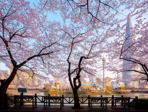 Ngắm hoa anh đào ở hồ Seokchon